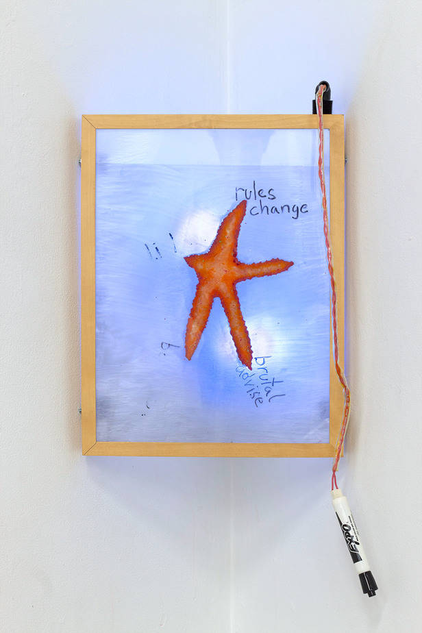 starfish inside a whiteboard