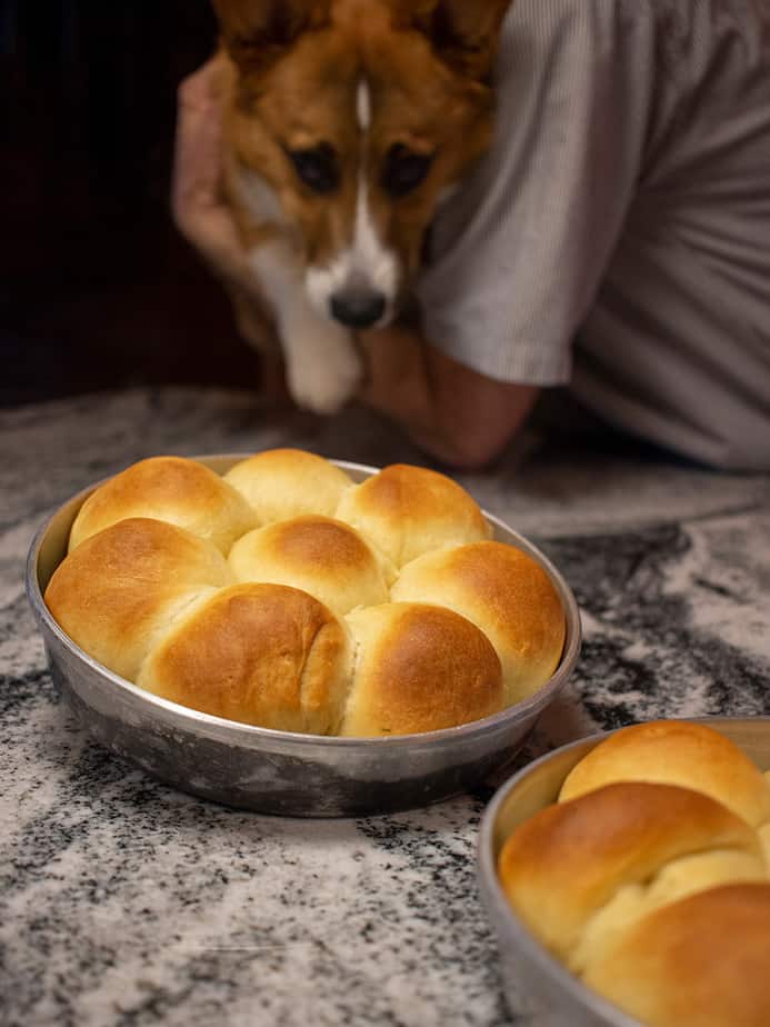 dinner rolls with dog in the background