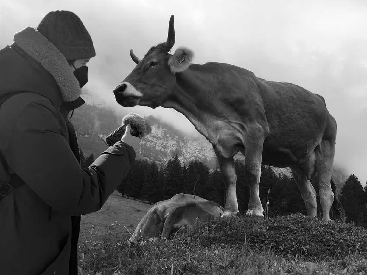 Jack Lundquist interviewing a cow in Switzerland